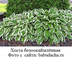 фото  Хоста белоокаймлённая 
